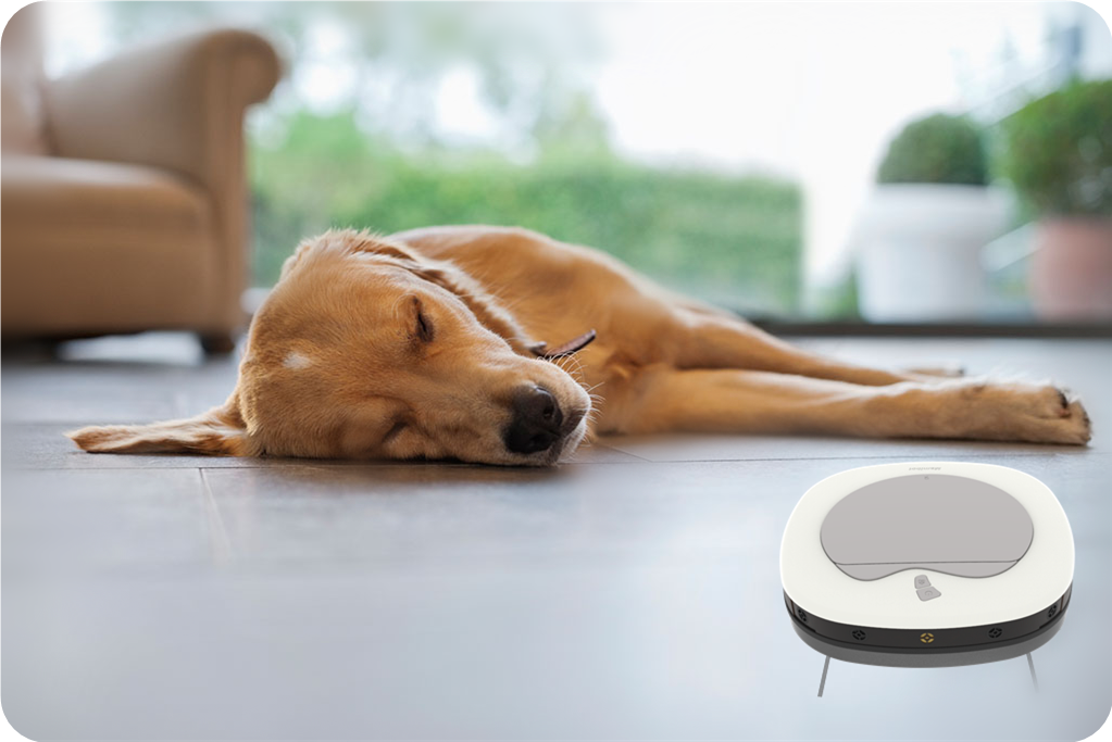 Dog sleeping.png
